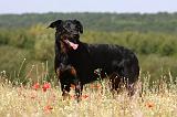 BEAUCERON 728